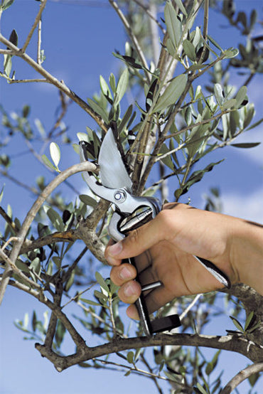 Forbice da potatura 21 - Stocker