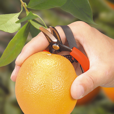 Forbice Stocker per Agrumi 10 cm – Lama Curva e Cinghia in Pelle